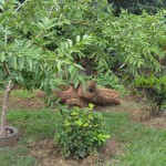The establishment of a beautiful and medicinal 'food forest'!
