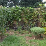 A wall of Passion Fruit mixed with mangoes, lemon grass, vegetables, and ornamentals!