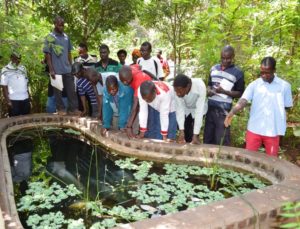 Fish Pond Demonstration