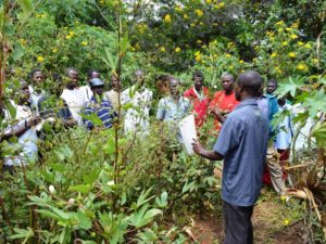 Diversified Crop Production