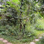 Perennial foods and natural medicines