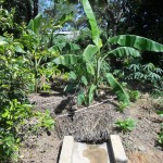 Banana Pit absorbing runoff water