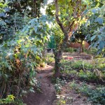 Back Yard--2015