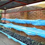 Seedling Nursery