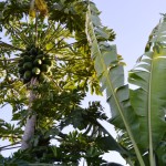 Fruit Trees
