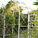 Vertical Gardening