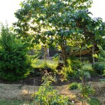 Front Yard--2015