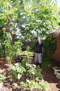 Jacob's front yard--full of foods and natural medicines.