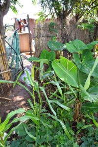Jacob harvesting grey water from the community washing area into his yard.