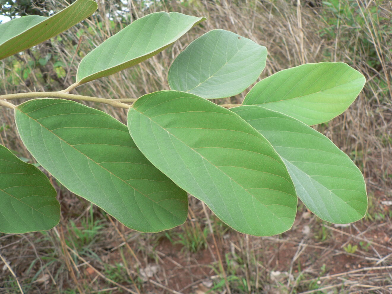Plant of the Week - Wild Custard Apple - Never Ending Food