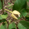 Annona-senegalensis-01-1